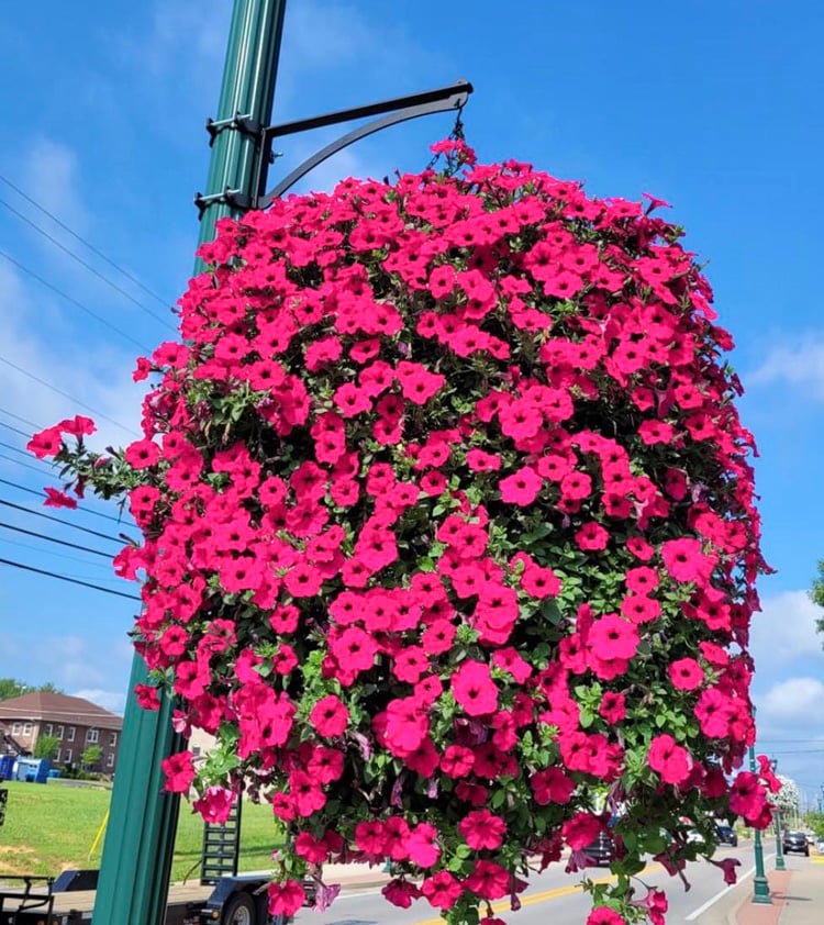 Everlasting Floral Home Decor Arrangement